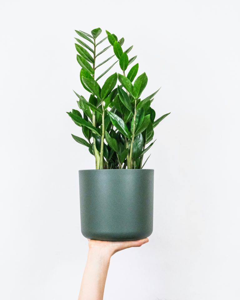 ZZ Plant