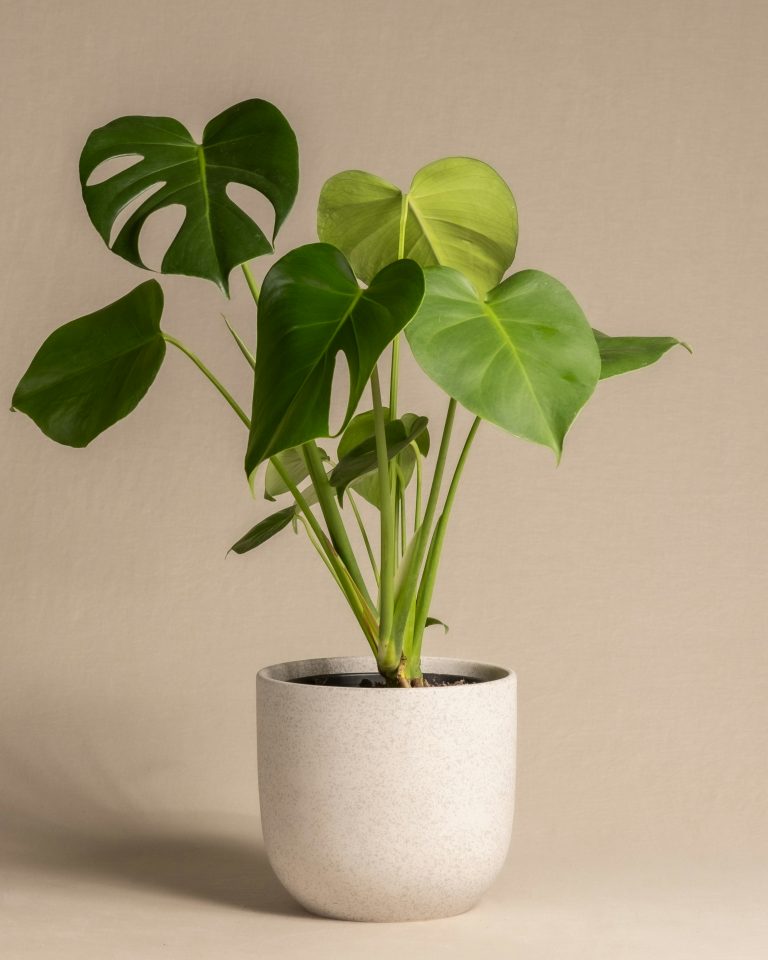 Monstera Swiss Cheese Plant
