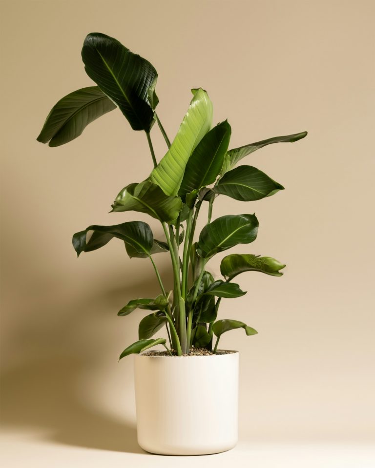 White Bird of Paradise