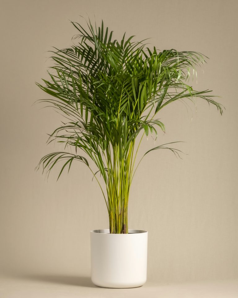 Areca Palm