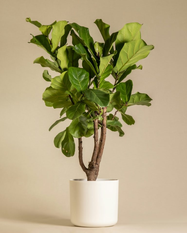 Fiddle leaf Fig