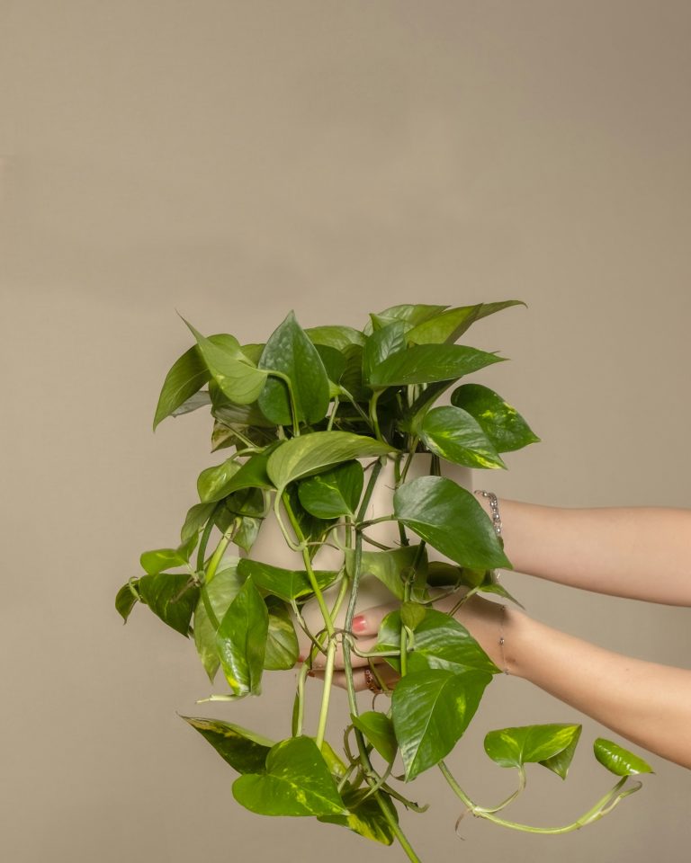 Pothos (Money Plant)