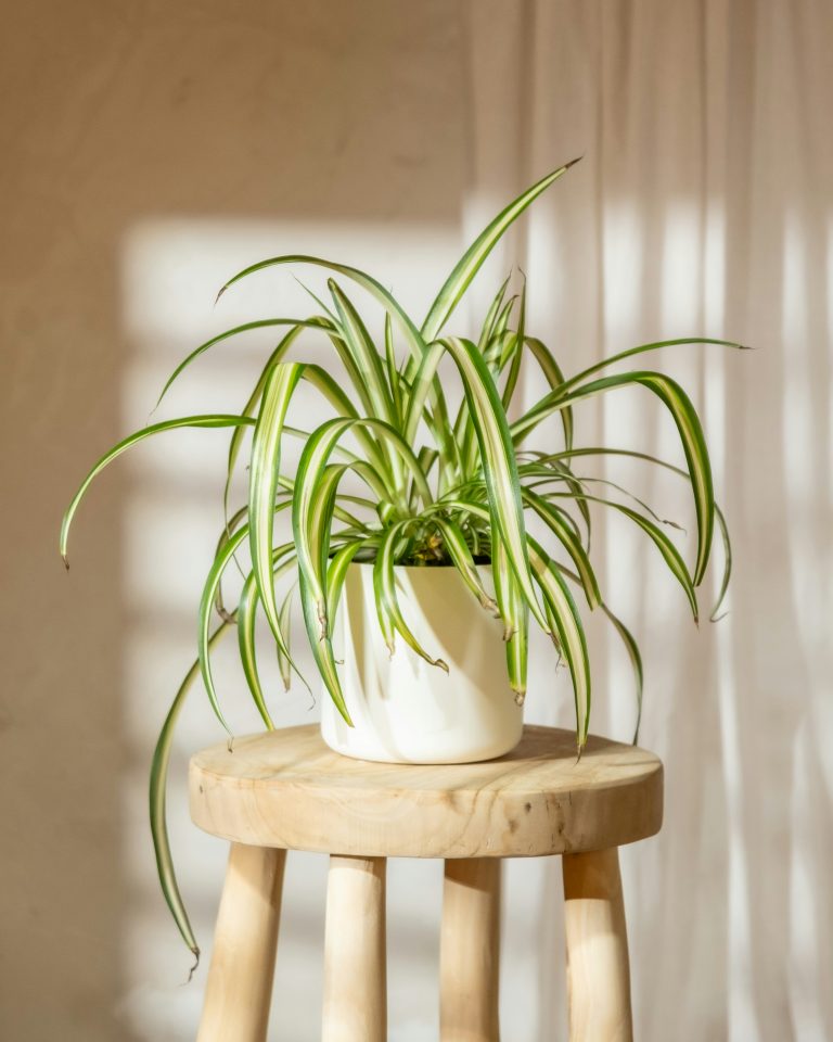Spider plant