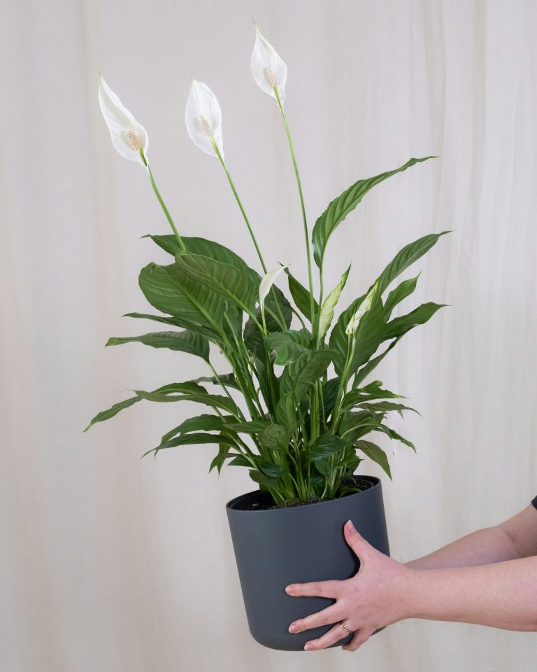 Peace Lily