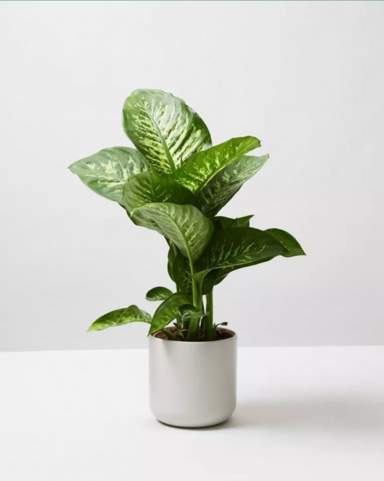 Dumb Cane Plant