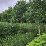 Outdoor Plants
