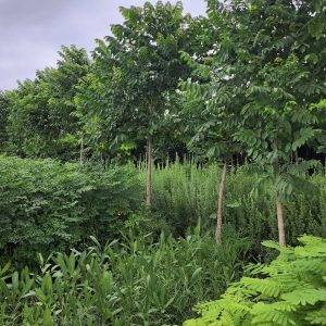 Outdoor Plants