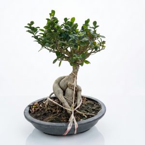 Ginseng Bonsai
