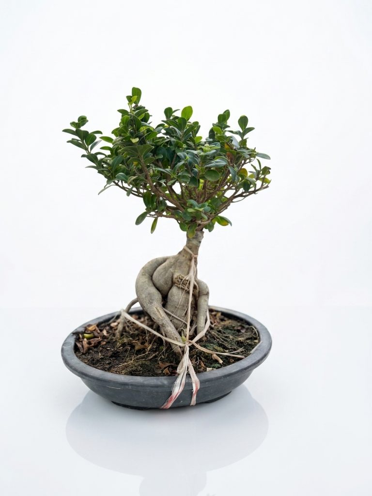 Ginseng Bonsai