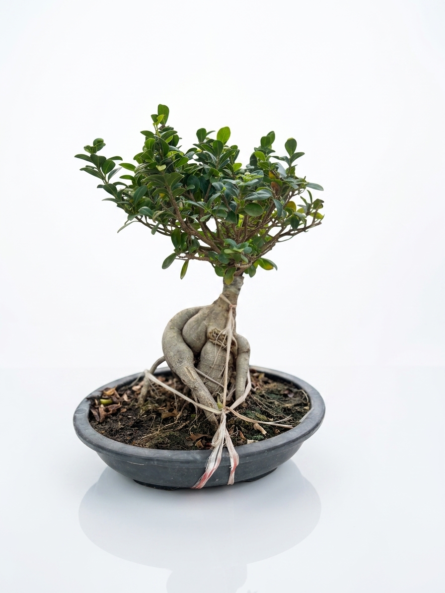 Bonsai Small
