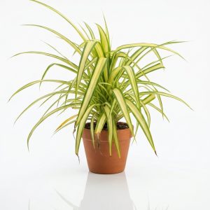 Pandanus