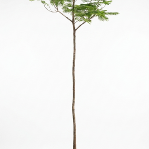 Delonix regia Flame Tree