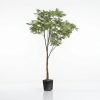Delonix regia Flame Tree