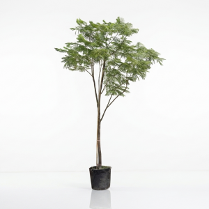 Delonix regia Flame Tree