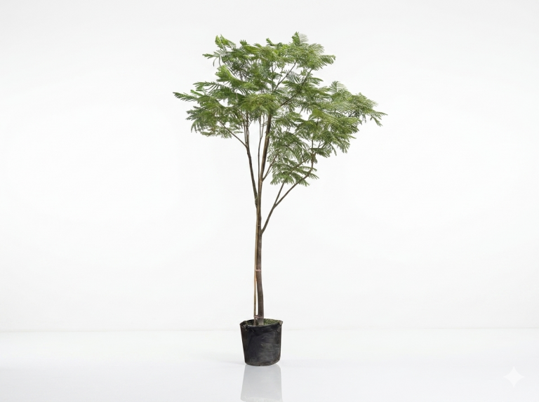 Delonix regia Flame Tree