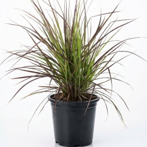 Pennisetum Fountain Grass
