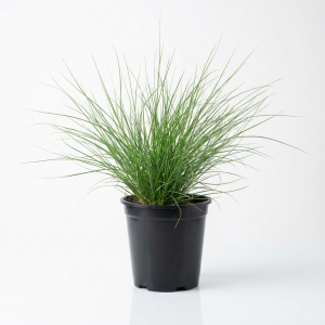 Pennisetum Fountain Grass