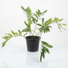 Zamia furfuracea