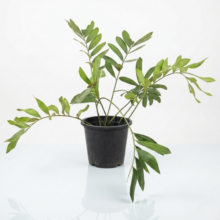 Zamia furfuracea
