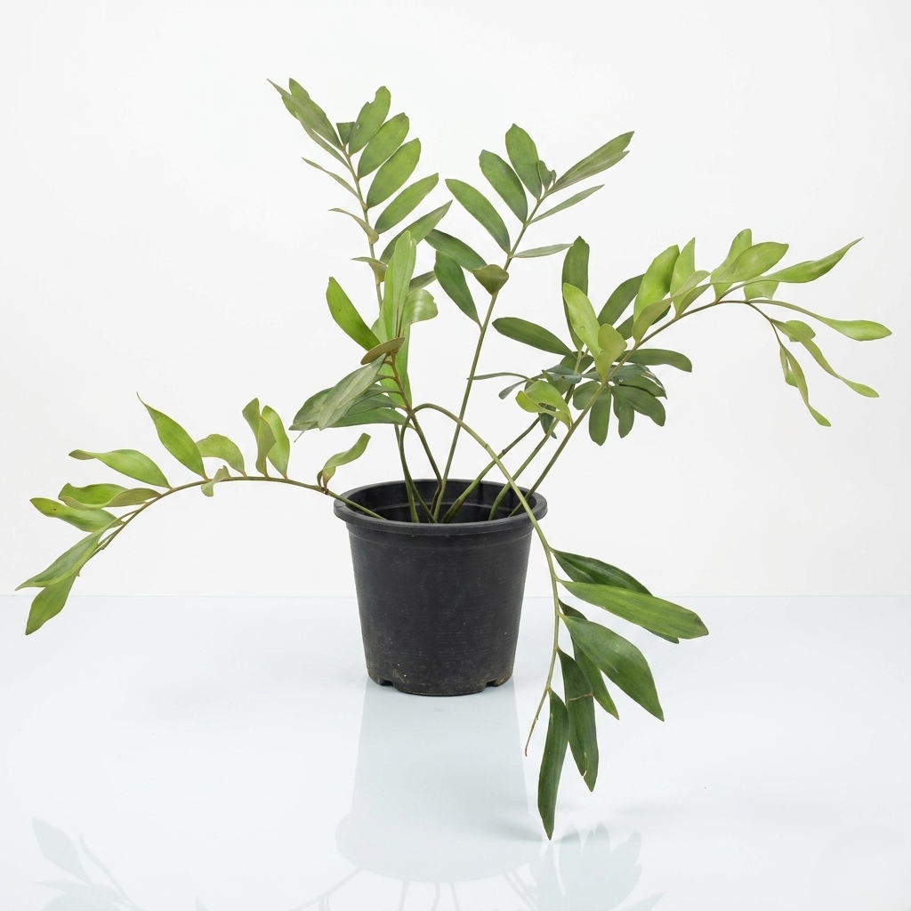 Zamia furfuracea Zamia furfuracea