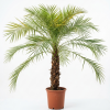 Phoenix roebelenii palm