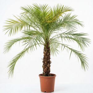 Phoenix roebelenii palm