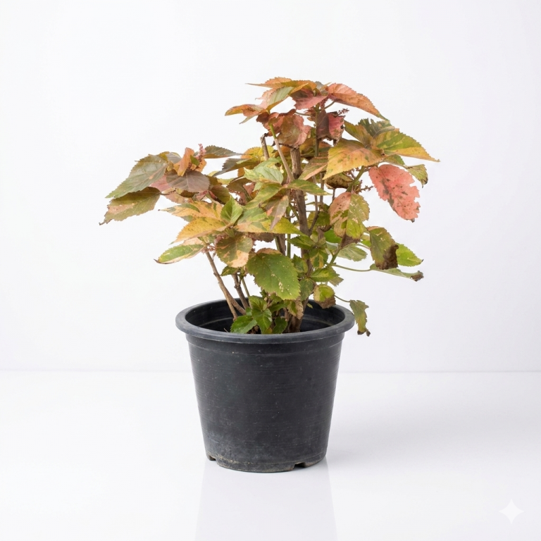 Acalypha wilkesiana