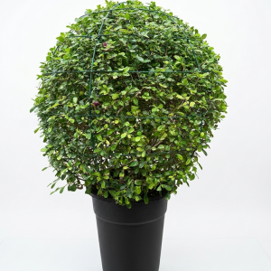 Ehretia microphylla ball shape