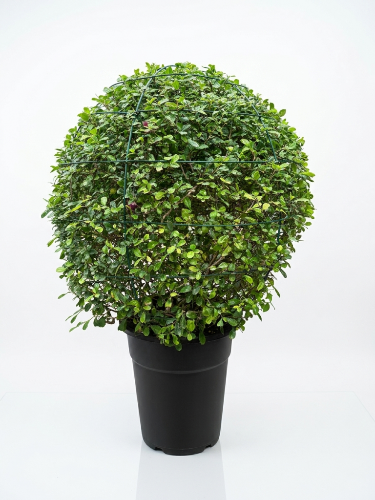 Ehretia microphylla ball shape