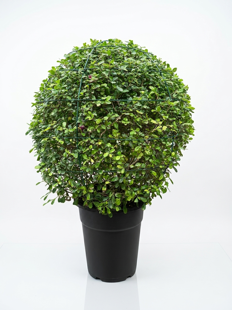 Ehretia microphylla Ehretia microphylla ball shape