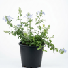 Blue Plumbago capensis