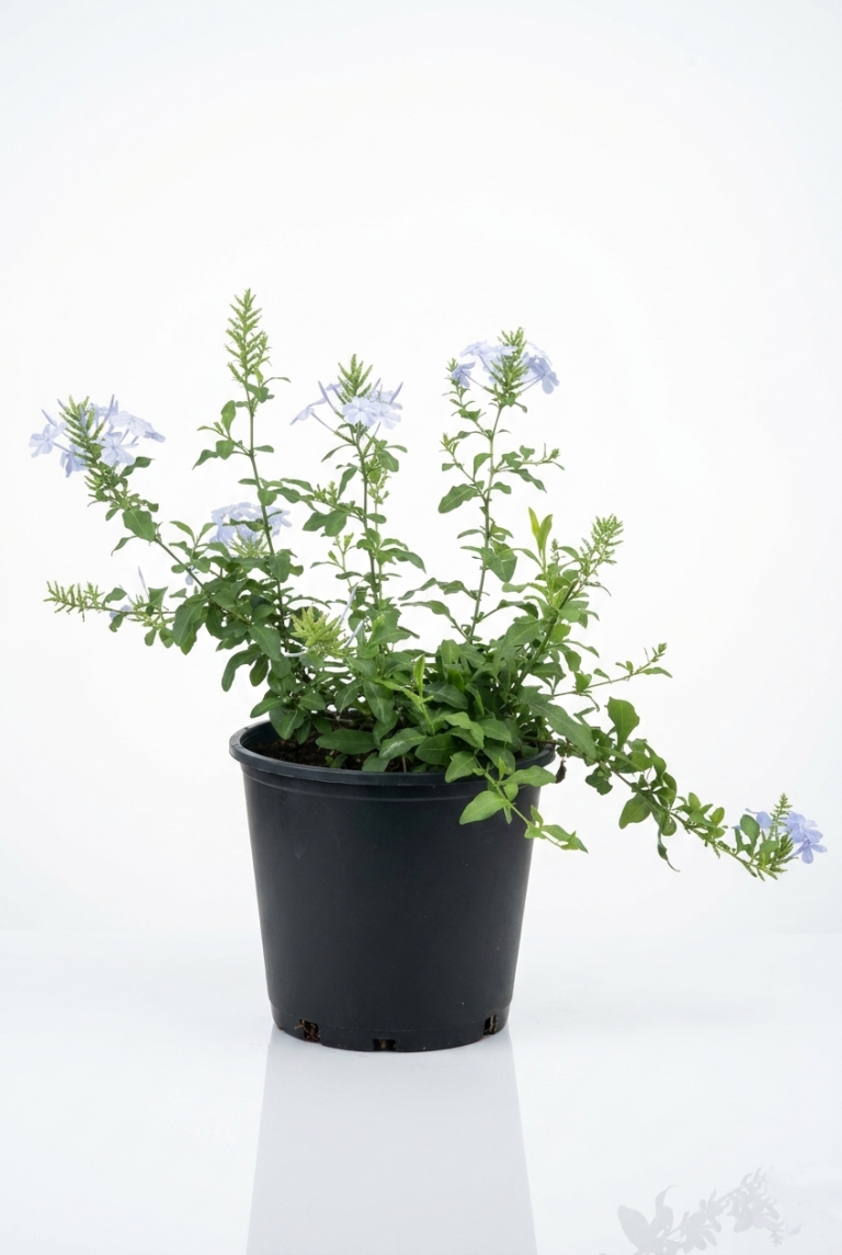 Blue Plumbago capensis