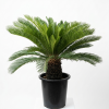 Cycas revoluta