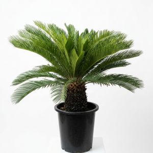Cycas revoluta