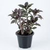 Eranthemum