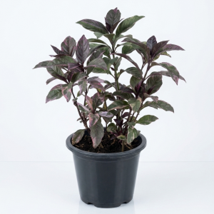 Eranthemum