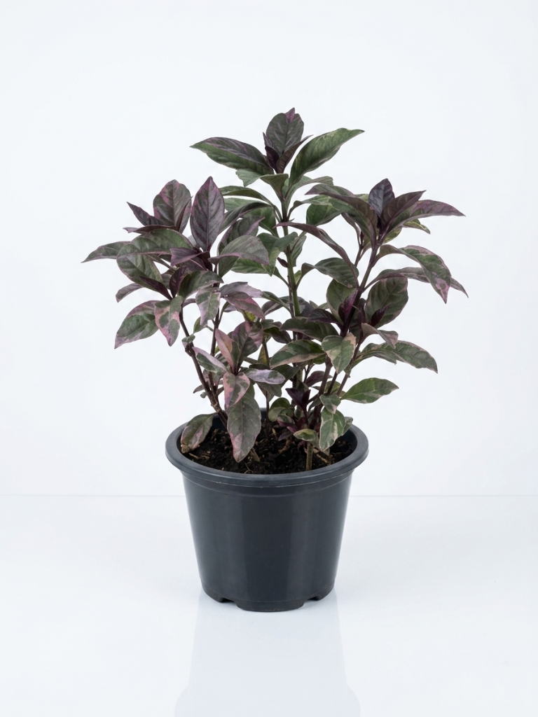 Eranthemum