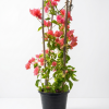 Bougainvillea