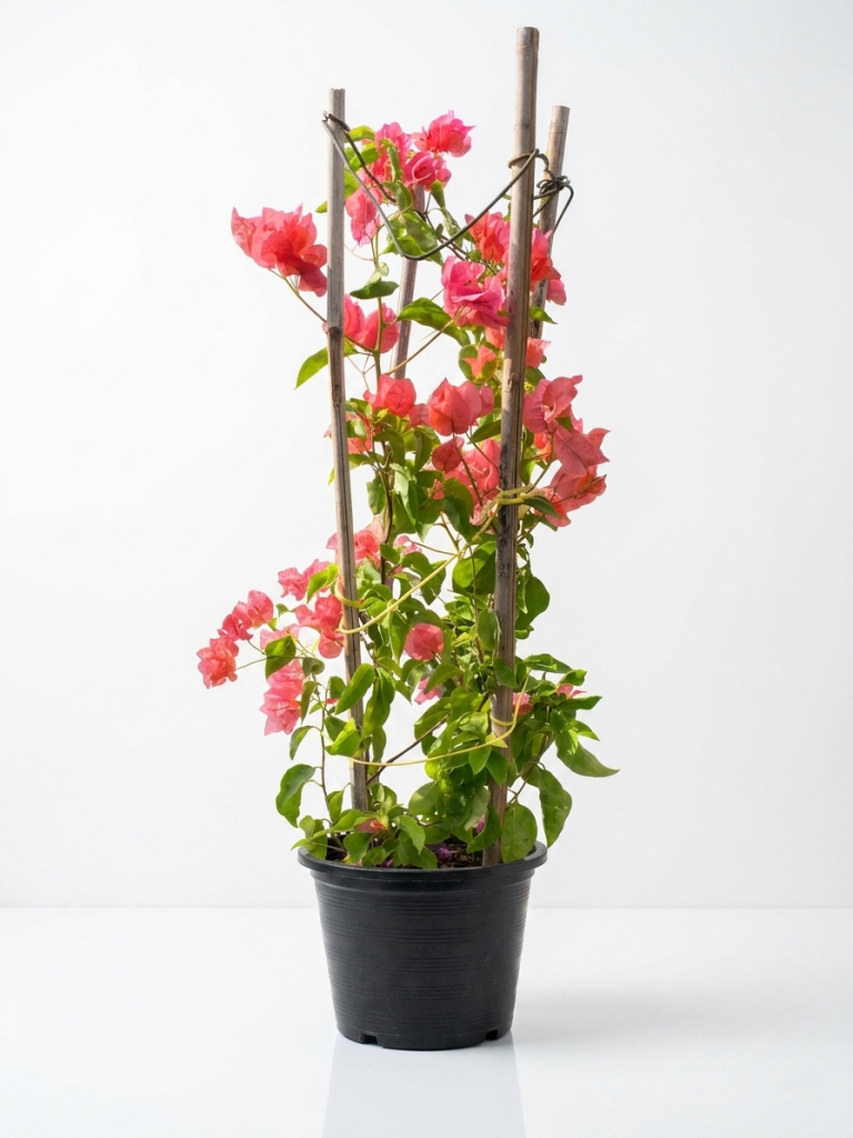 Bougainvillea