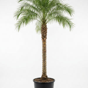 Phoenix roebelenii palm