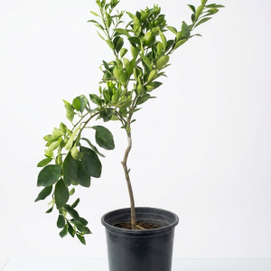 Citrus limon