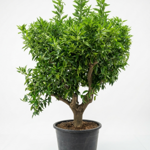 Citrus limon