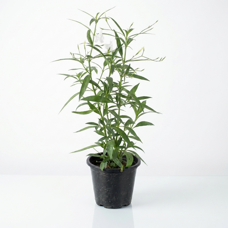 Ruellia Wild Petunia