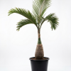 Hyophorbe lagenicaulis (Bottle Palm)