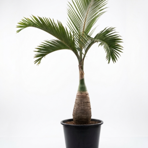 Hyophorbe lagenicaulis (Bottle Palm)