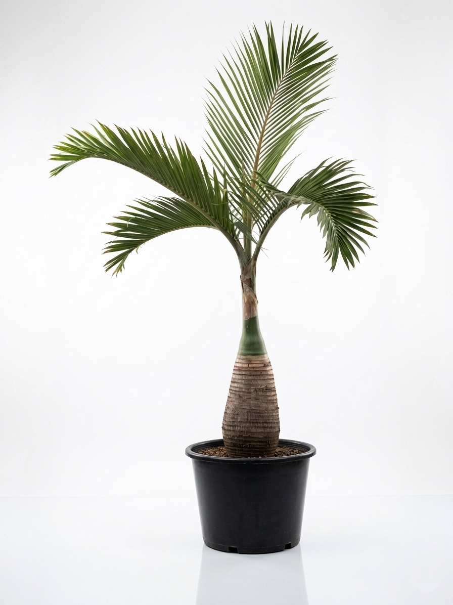 Hyophorbe lagenicaulis Hyophorbe lagenicaulis (Bottle Palm)