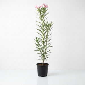 Nerium Oleander
