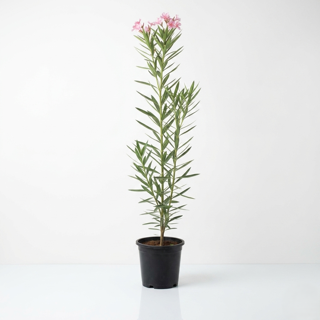 Nerium Oleander Nerium Oleander