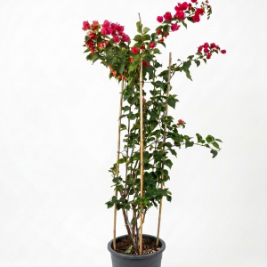 Bougainvillea