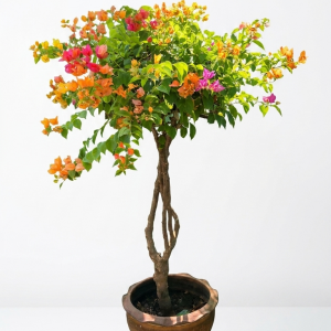 Multi color Grafted Bougainvillea